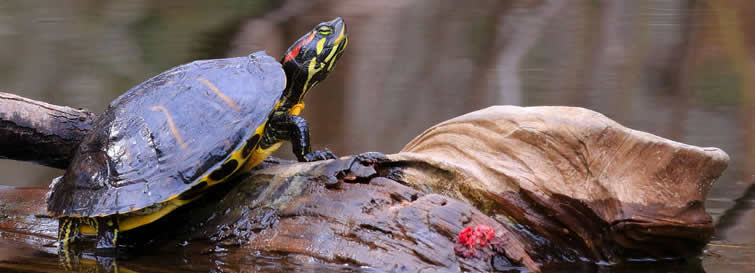 roodwangsierschildpad 
